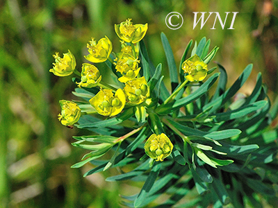 Leafy Spurge (Euphorbia esula or Euphorbia virgata)